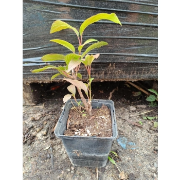 KALINA bodnantska Charles Lamont - sadzonki 20 / 30 cm